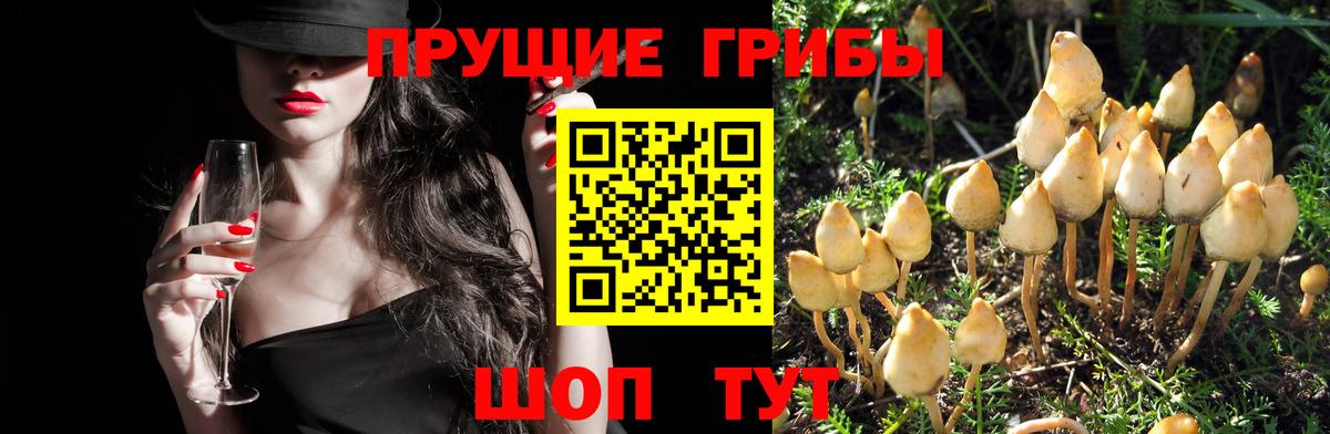 Галлюциногенные грибы Psilocybe  Вход с VPN  Переславль-Залесский 
